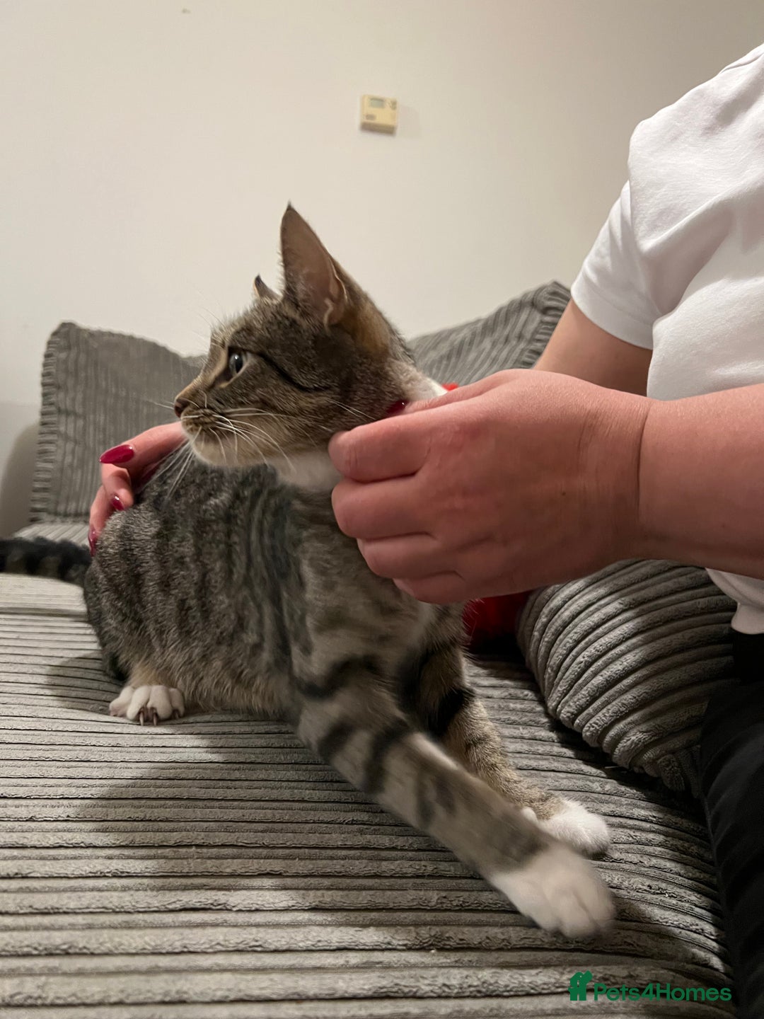 Domestic Shorthair cats for sale: Ekaterine  - Image 4