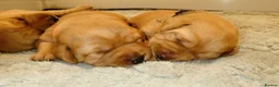 Labrador Retriever dogs for sale: Beautiful KC Registered Fox Red Labrador Puppies - Advert 13