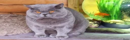 British Shorthair cats for sale: British short hair Kitten for sale - Advert 5