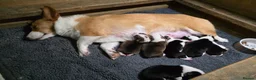 Welsh Corgi Pembroke dogs for sale: Qualifed Pembroke Welsh Corgi puppies in Liverpool - Advert 8