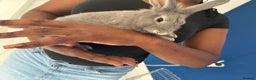 English Lop rabbits for sale: 2 baby bunnies  - Advert 2