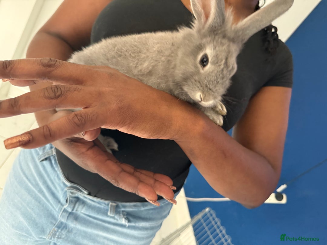English Lop rabbits for sale: 2 baby bunnies  - Image 2