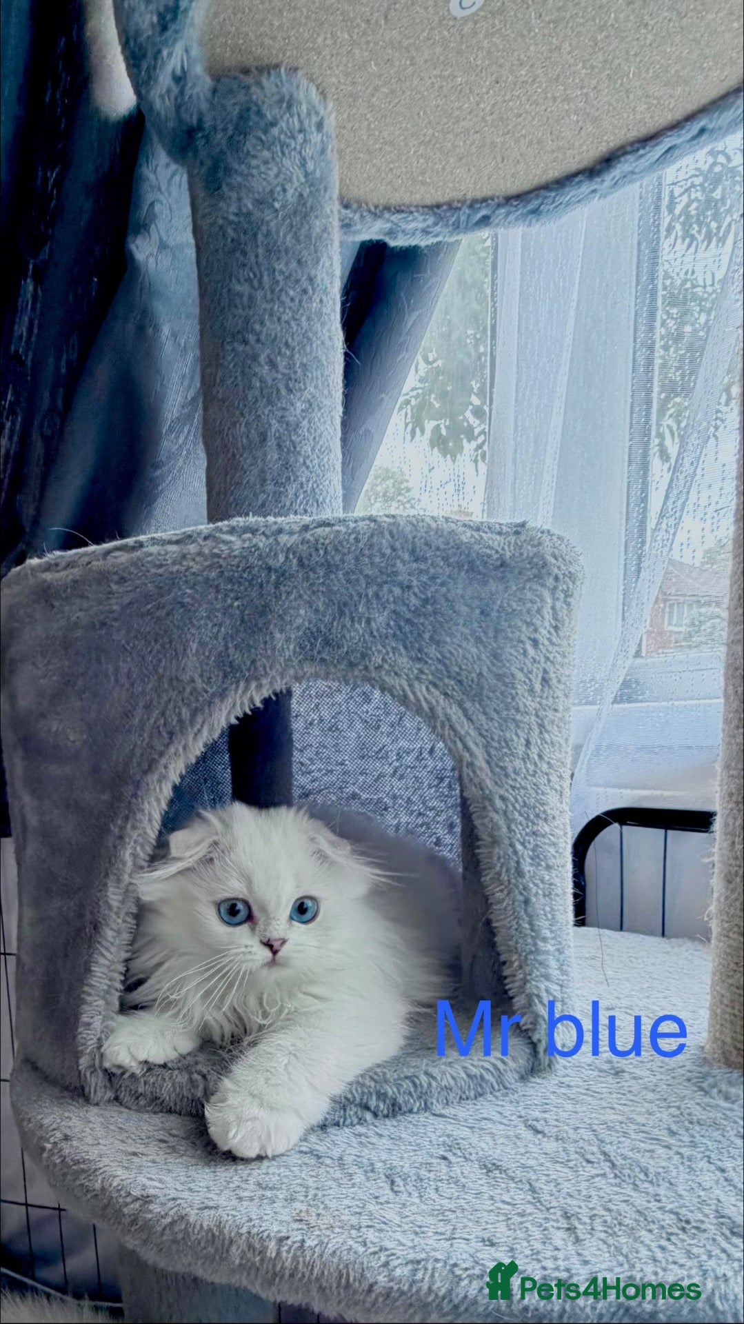 Scottish Fold cats 💞Beautiful Chinchilla Scottish fold kittens 💞🐾 - Advert 8