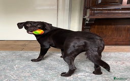 Labrador Retriever dogs for sale: Female Chocolate Labrador - Advert 6