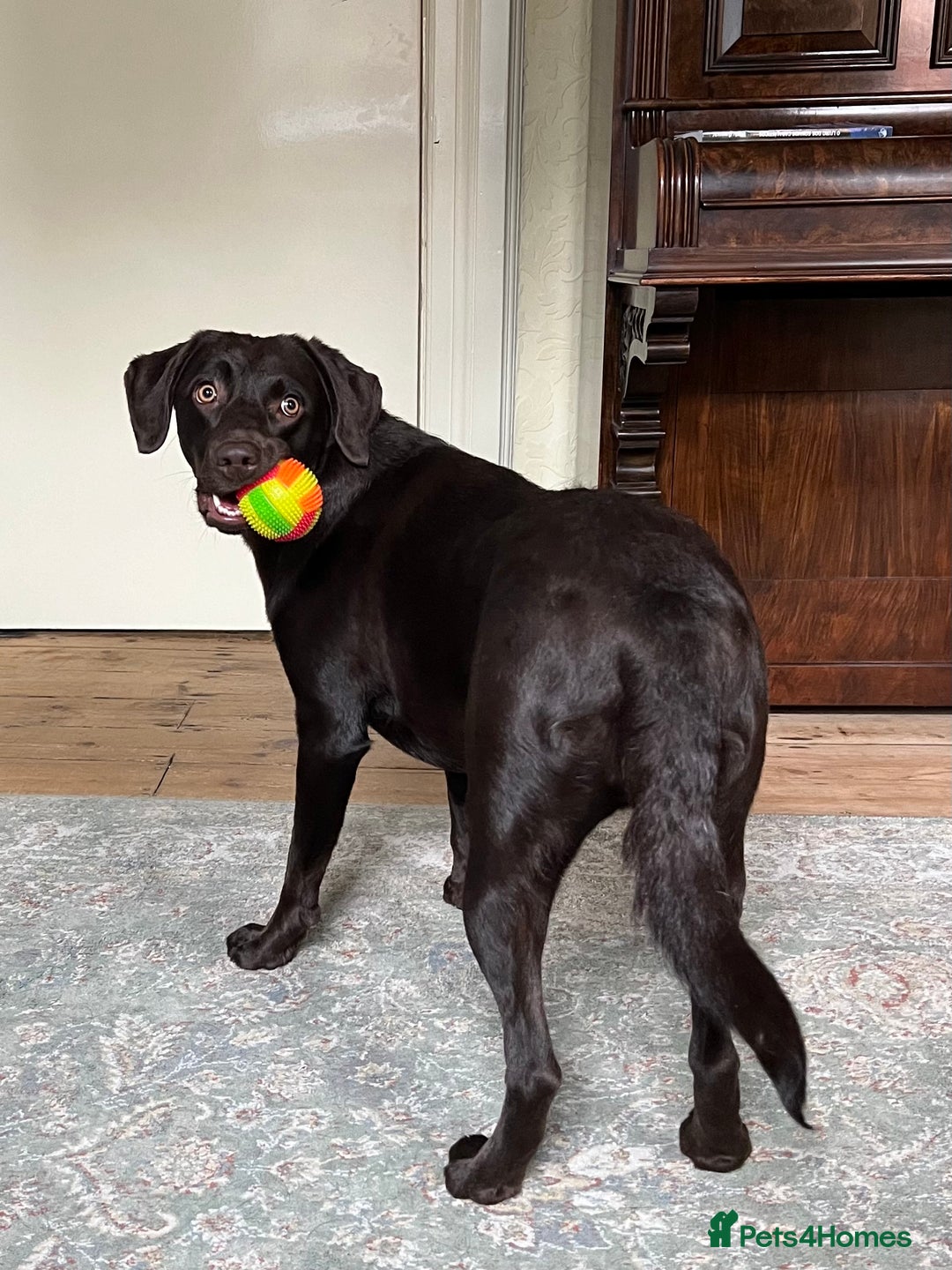 Labrador Retriever dogs for sale: Female Chocolate Labrador - Advert 6