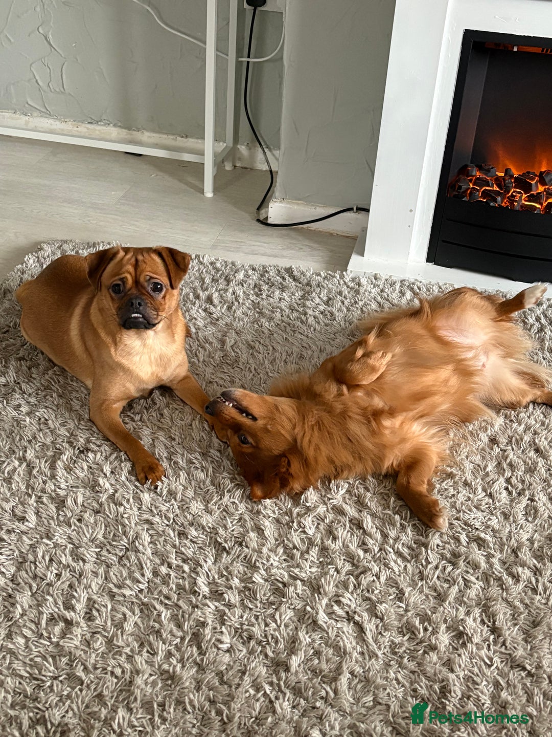 Pomchi dogs for sale: Pomchi mom and Pomchi cross pug daughter  - Advert 2