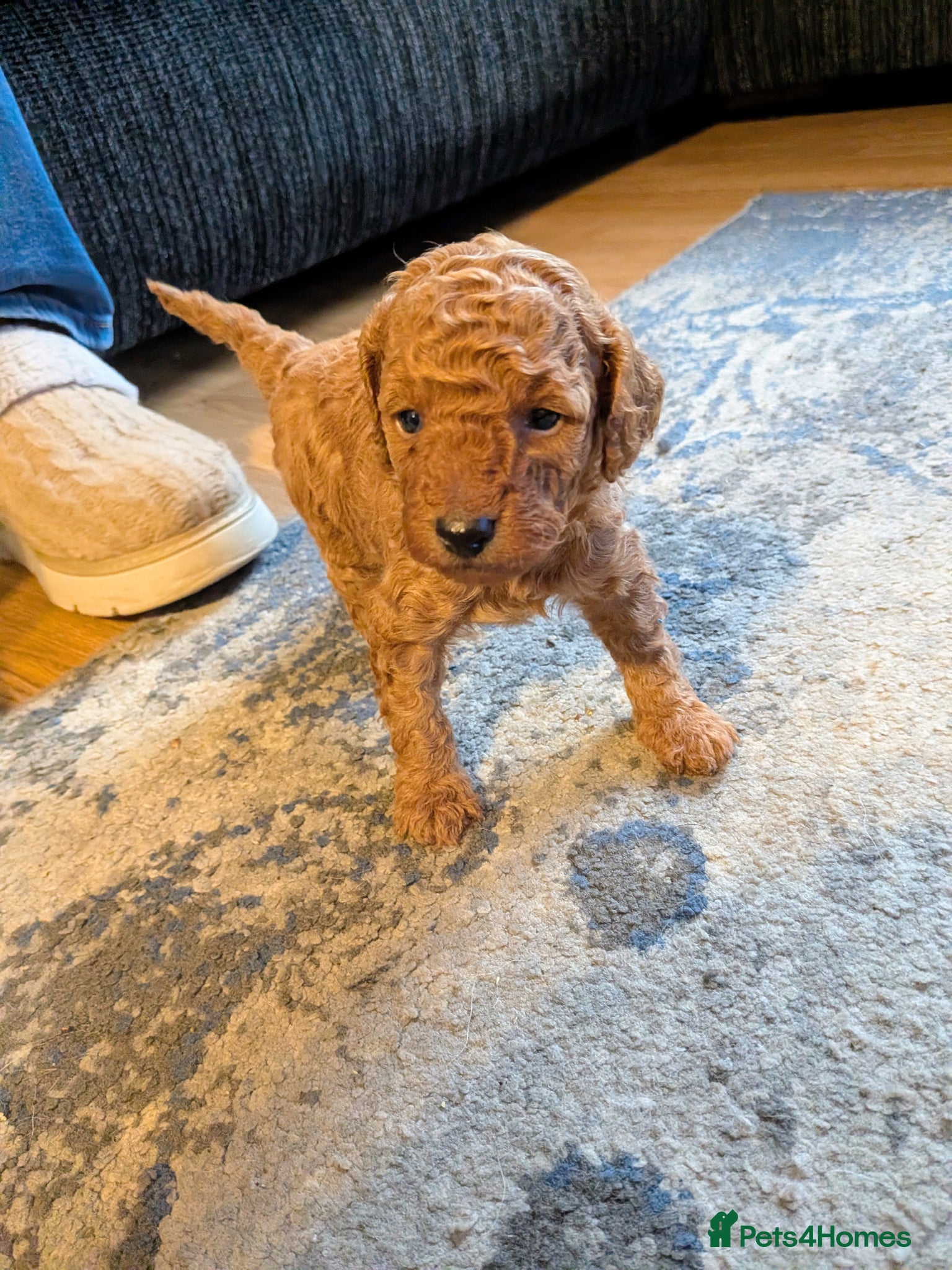 Cockapoo dogs for sale: Toy Cockapoo Puppies for Sale - Advert 13
