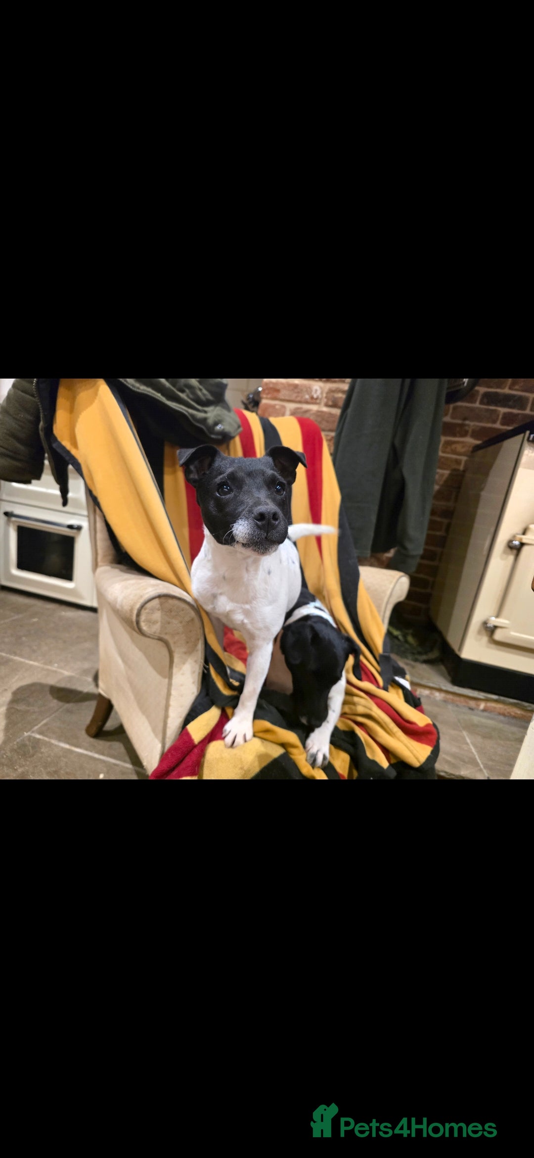 Jack Russell dogs Terrier female. - Advert 1