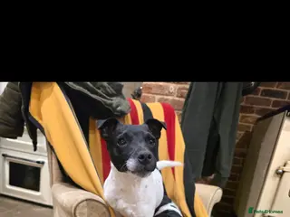 Jack Russell dogs Terrier female. - Advert 1