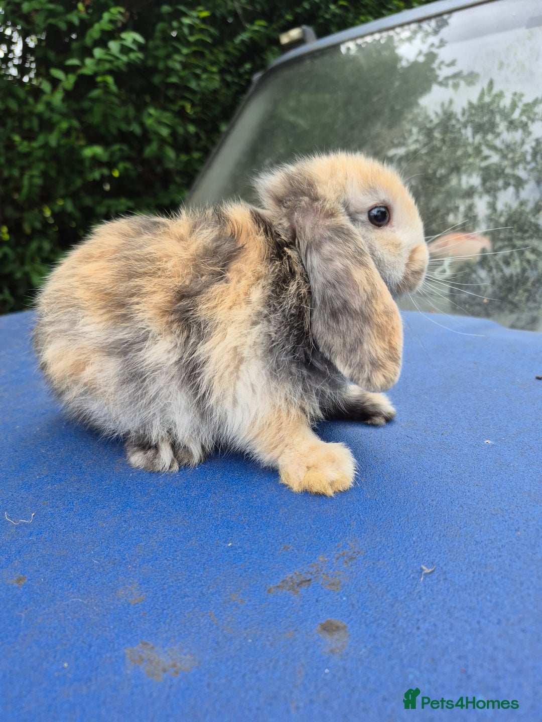 Mixed Breed rabbits for sale: Holland lop rabbits 8 week old  - Image 7