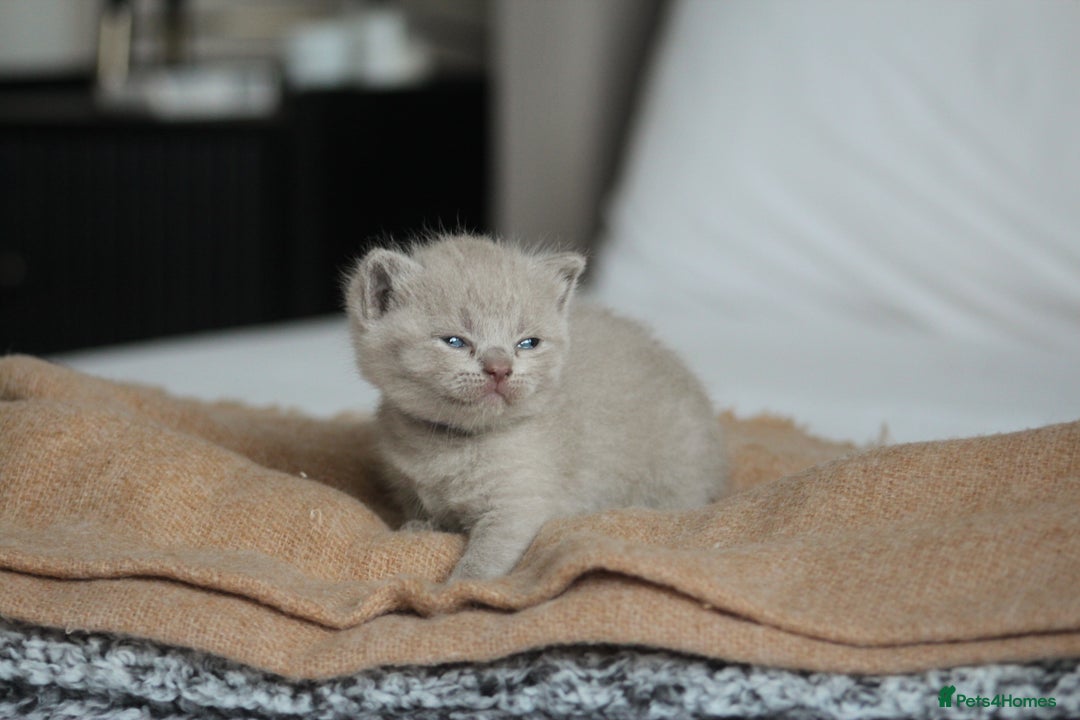 British Shorthair cats for sale: 🩶🐈🐾 Stunning BSH Kittens 🩶🐈🐾 - Image 18