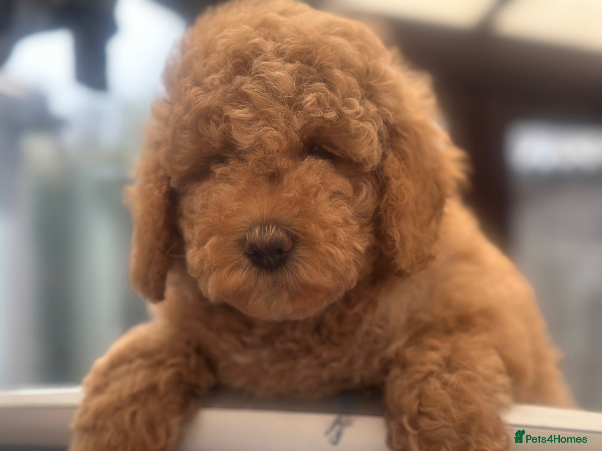 Goldendoodle dogs F1B MINI/MEDIUM GOLDENDOODLES BAILEY 1795 - Advert 1