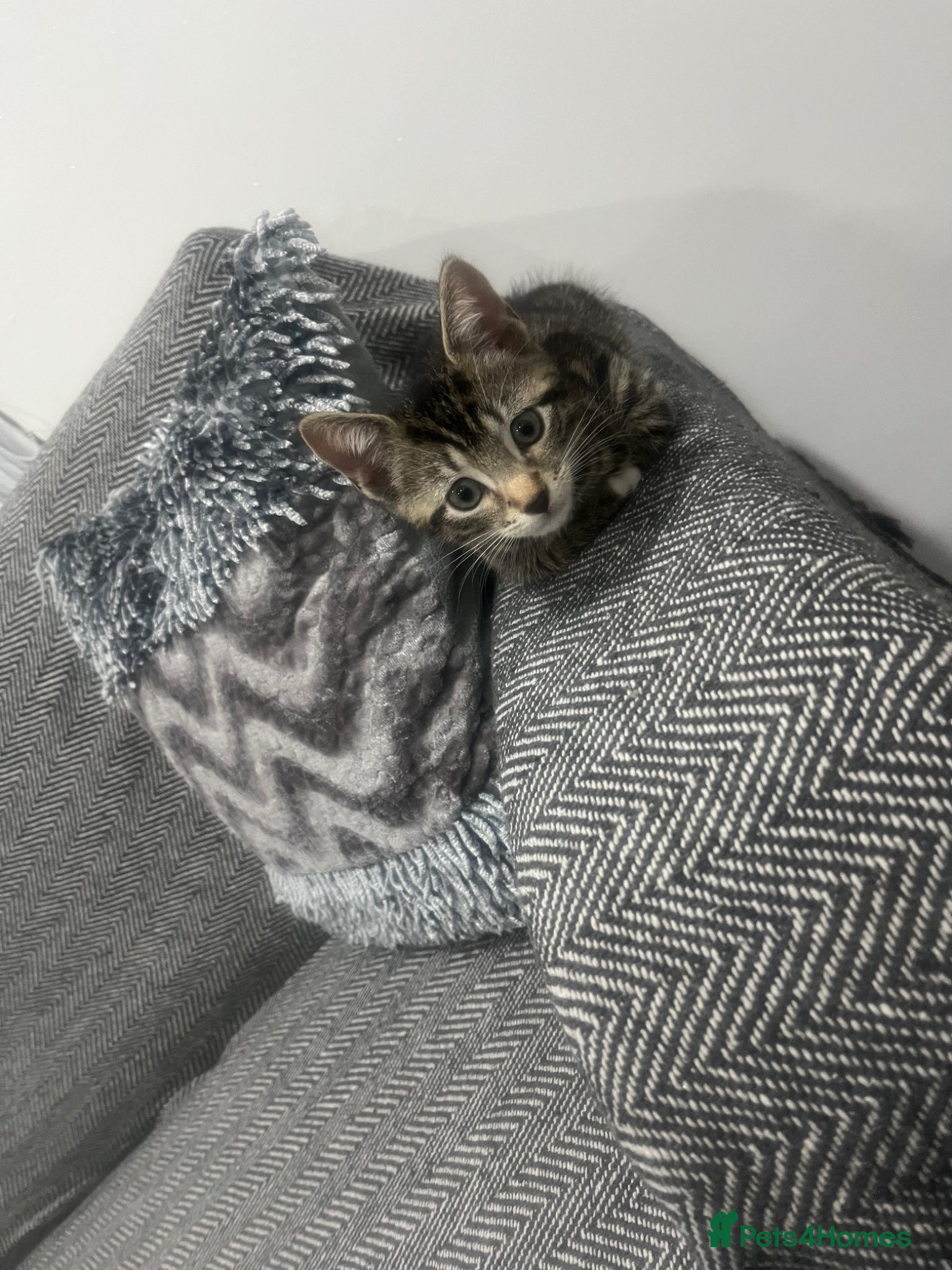 British Shorthair cats for sale: BEAUTIFUL FREE MALE KITTEN - Advert 3