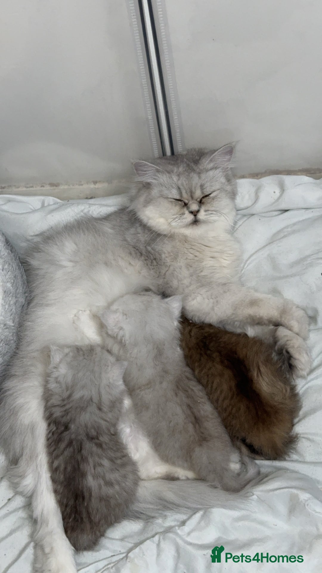 Persian cats for sale: Persian chinchilla kittens  - Advert 5