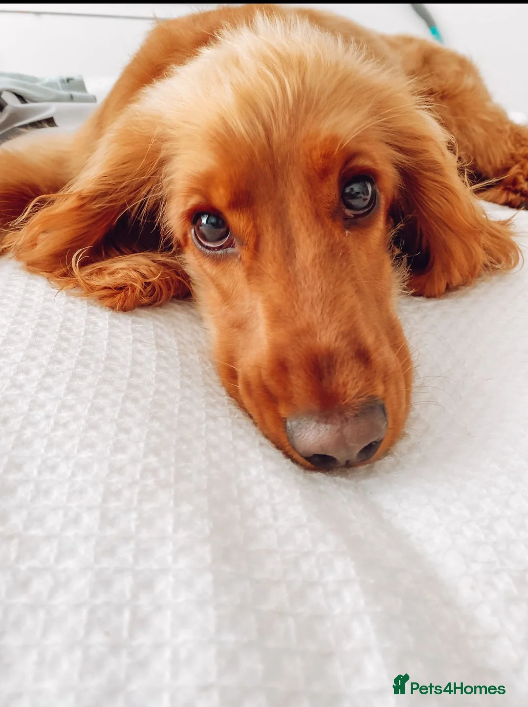 Cocker Spaniel dogs for sale: PRE ADVERT- Show Type Cocker Spaniel Puppies - Advert 8