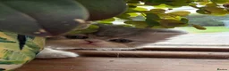 Exotic cats for sale: 2 Exotic kittens both fluffy male and female  - Advert 3