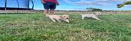 Labrador Retriever dogs for sale: KC Registered Working Labrador Pups  - Advert 14