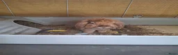 English Lop rabbits for sale: Rabbit - Advert 2