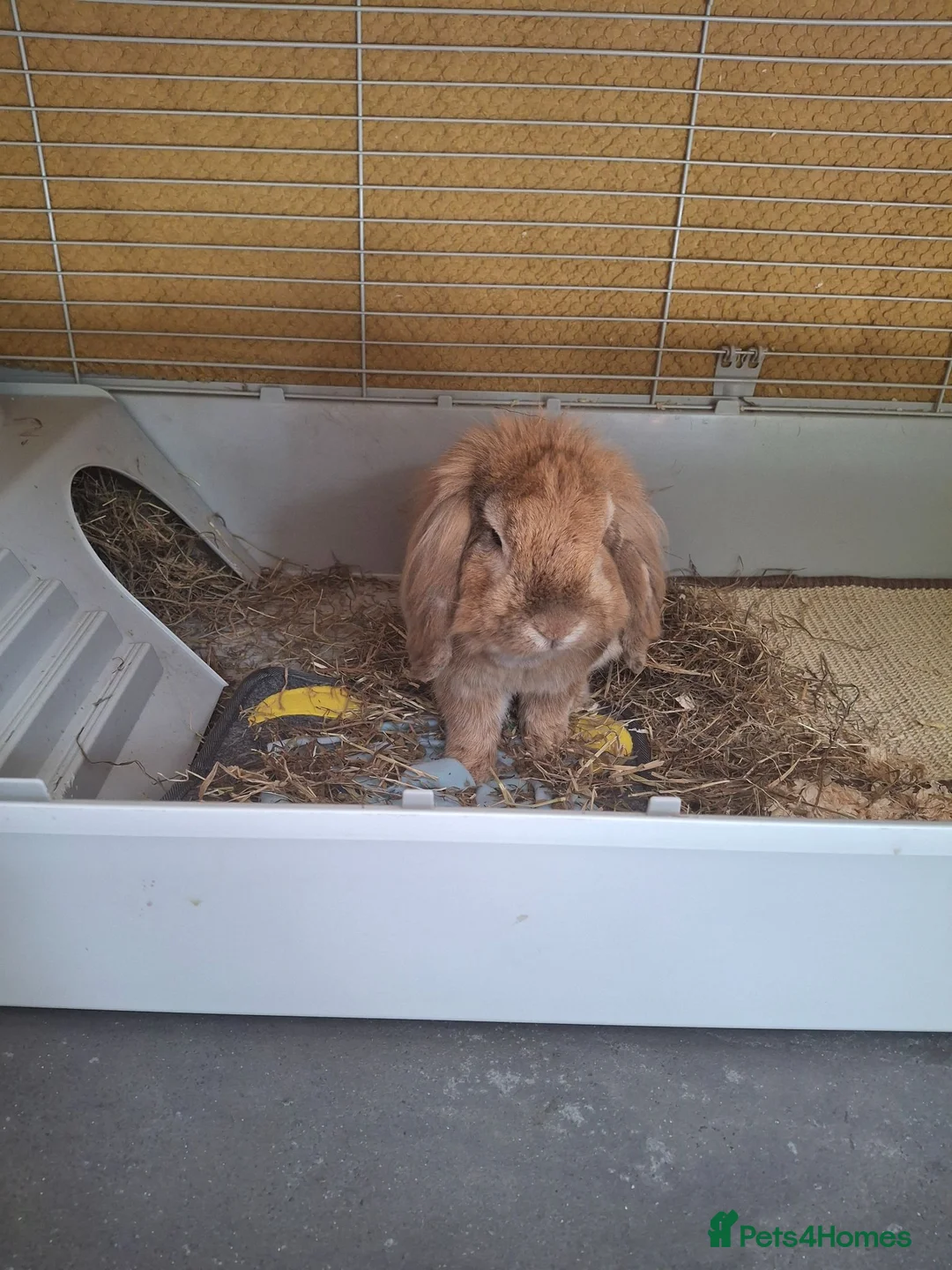 English Lop rabbits for sale: Rabbit - Advert 2