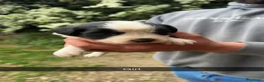 Mixed Breed Puppy 3