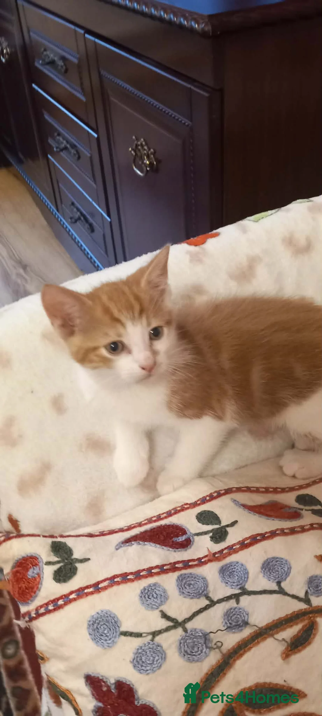 Mixed Breed cats for sale: Kitten  - Advert 6