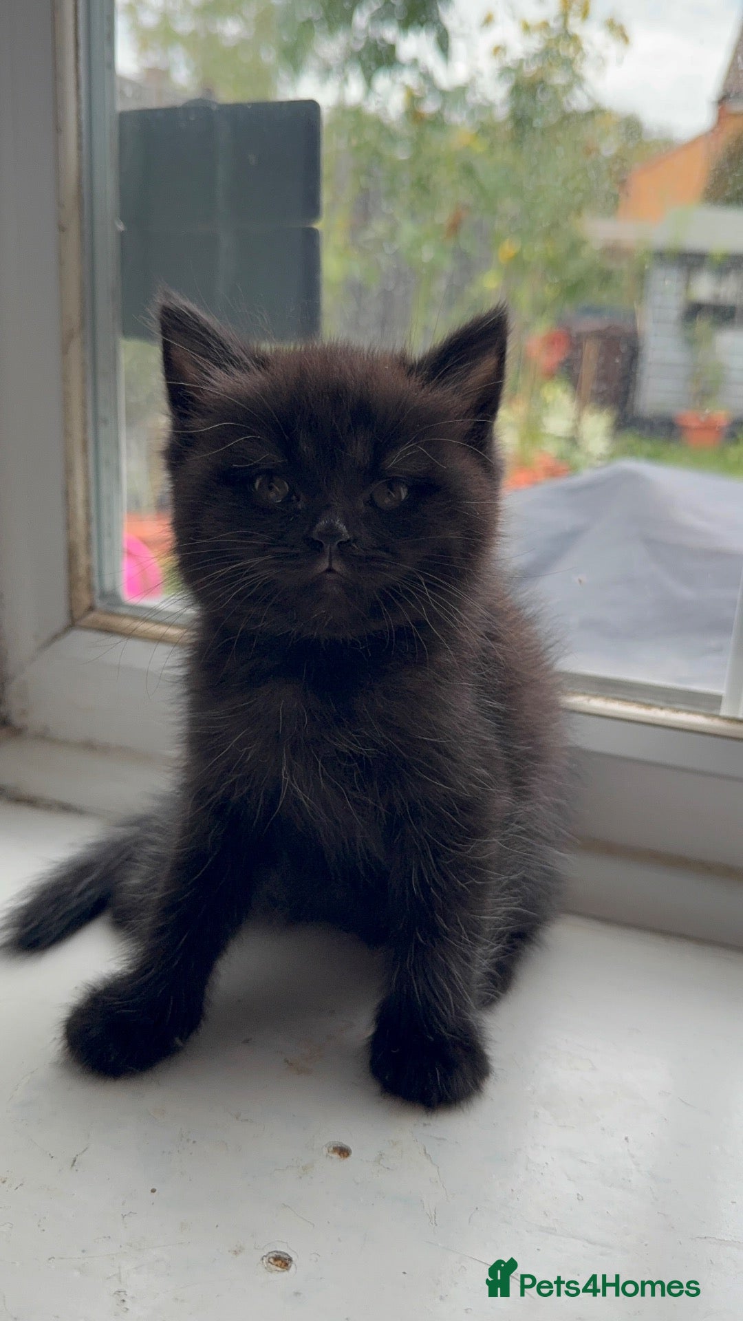 British Shorthair cats British shorthair 2 females left  - Advert 2