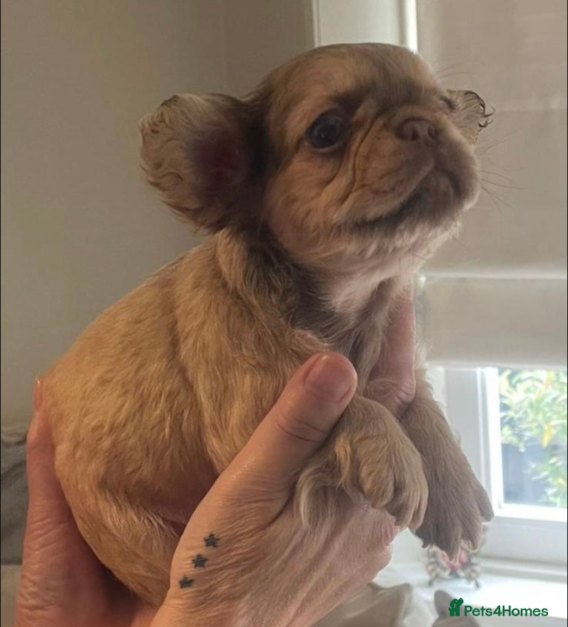 French Bulldog dogs 🔥 Unbelievable litter of 11 French Bulldogs 😍 - Advert 2