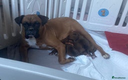 Boxer dogs for sale: Last girl boxer ready for her forever home - Image 3