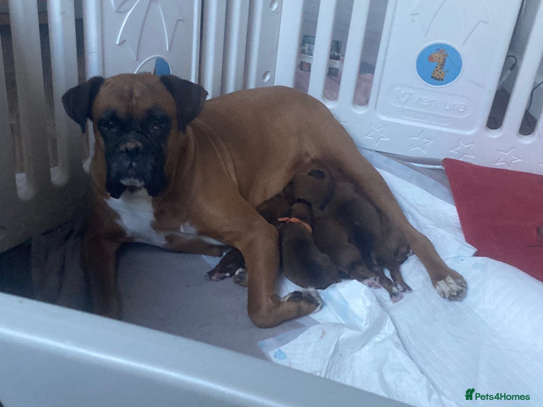 Boxer dogs for sale: Last girl boxer ready for her forever home - Image 3