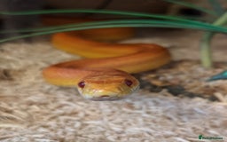 Corn Snake reptiles for sale: Korra the corn snake - free to a good home - Image 1