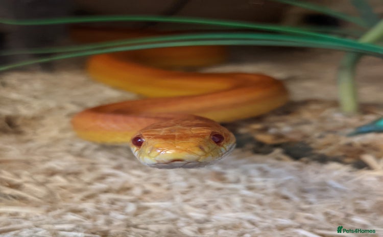 Corn Snake reptiles - Advert 1