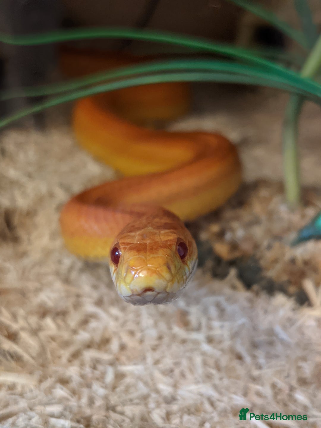 Corn Snake reptiles for sale: Korra the corn snake - free to a good home - Image 1