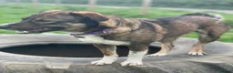 Mixed Breed dogs for adoption: BLOSSOM 🌸  - Advert 4