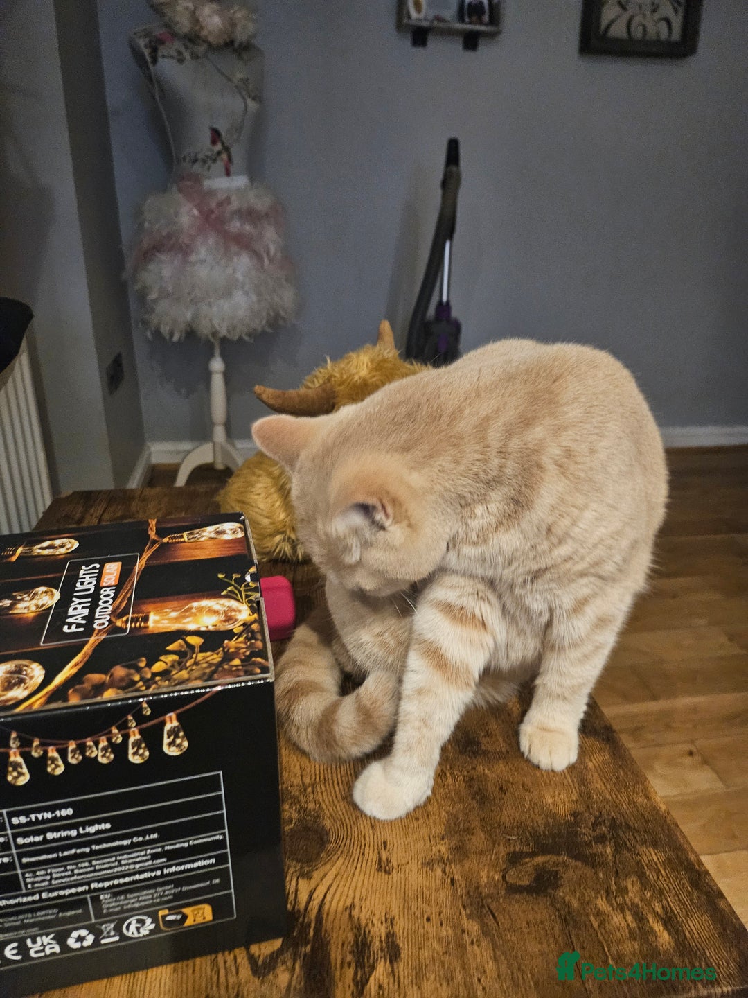 British Shorthair cats for sale: Cream female  - Image 4