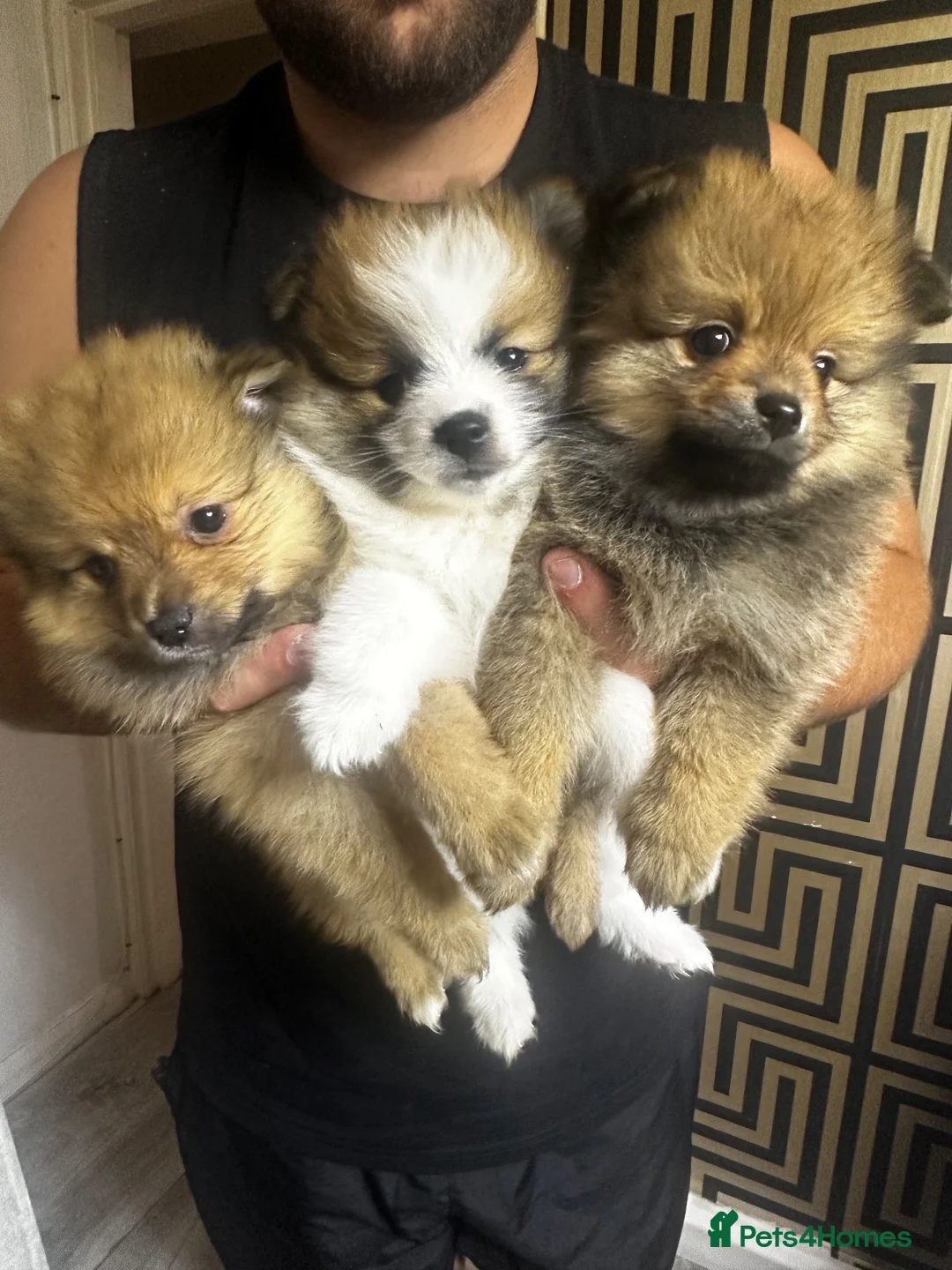 Pomeranian dogs for sale: 🐾 5 Pom Puppies Looking for Their Forever Homes  in Plymouth - Advert 1