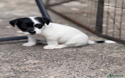 Jack Russell dogs for sale: Jack Russle puppies  - Image 2