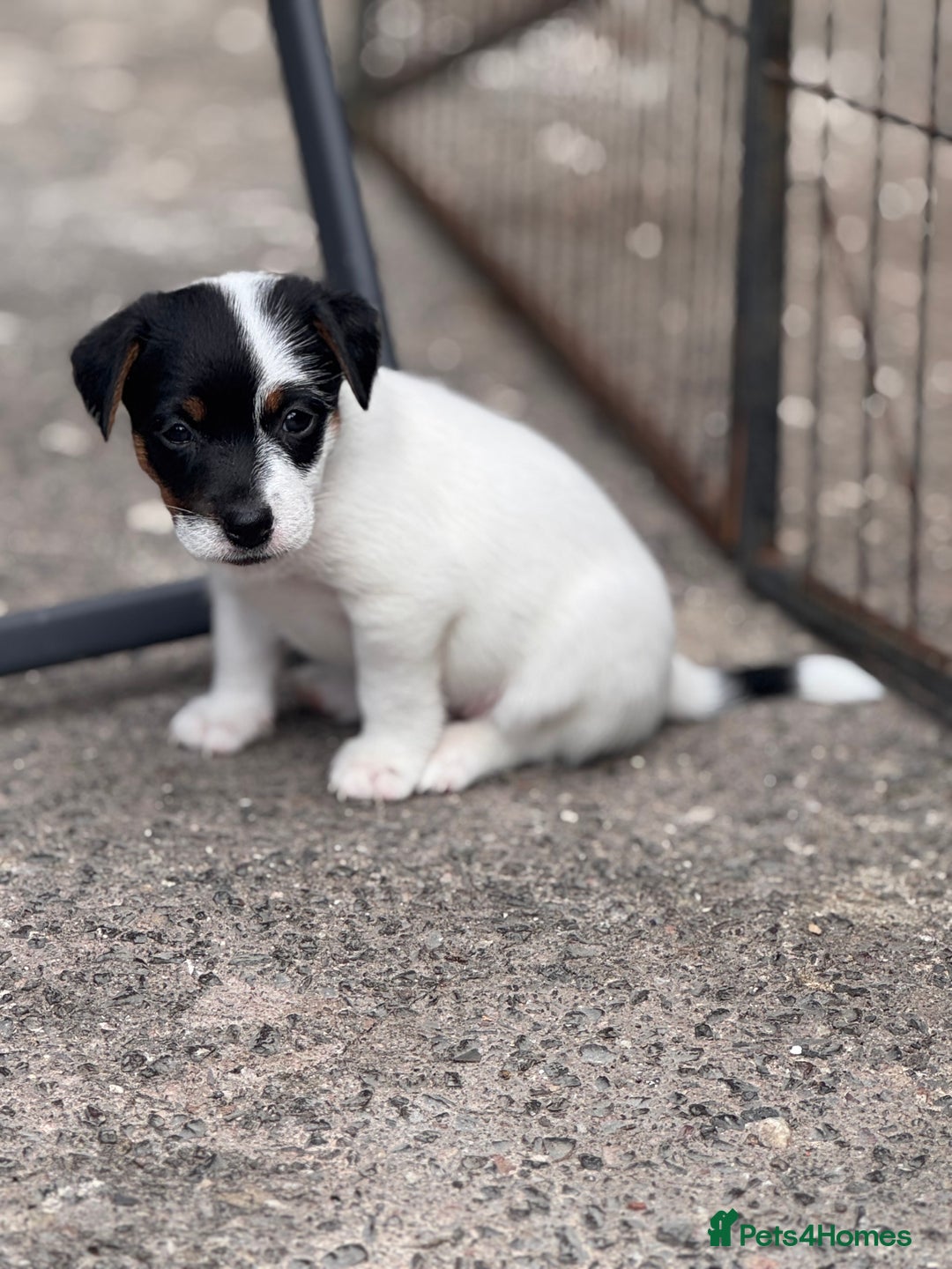 Jack Russell dogs for sale: Jack Russle puppies  - Image 2