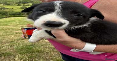 Border Collie dogs - Advert 2