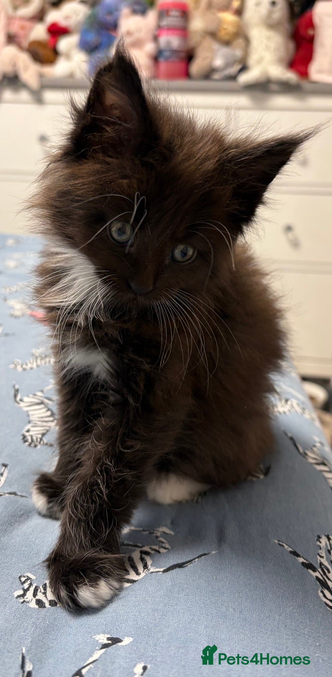 Maine Coon cats for sale: Champion Russian line full Maine coon kittens - Advert 10
