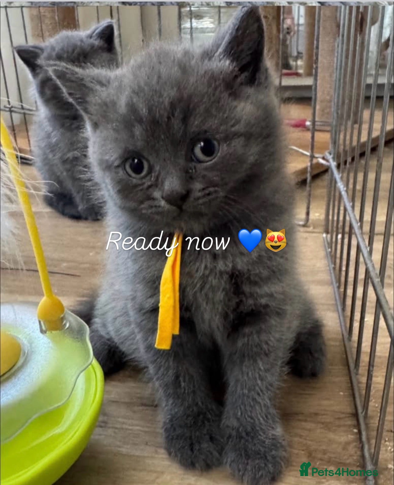British Shorthair cats British Shorthair Pedigree Kitten, last boy 11 wks - Advert 1