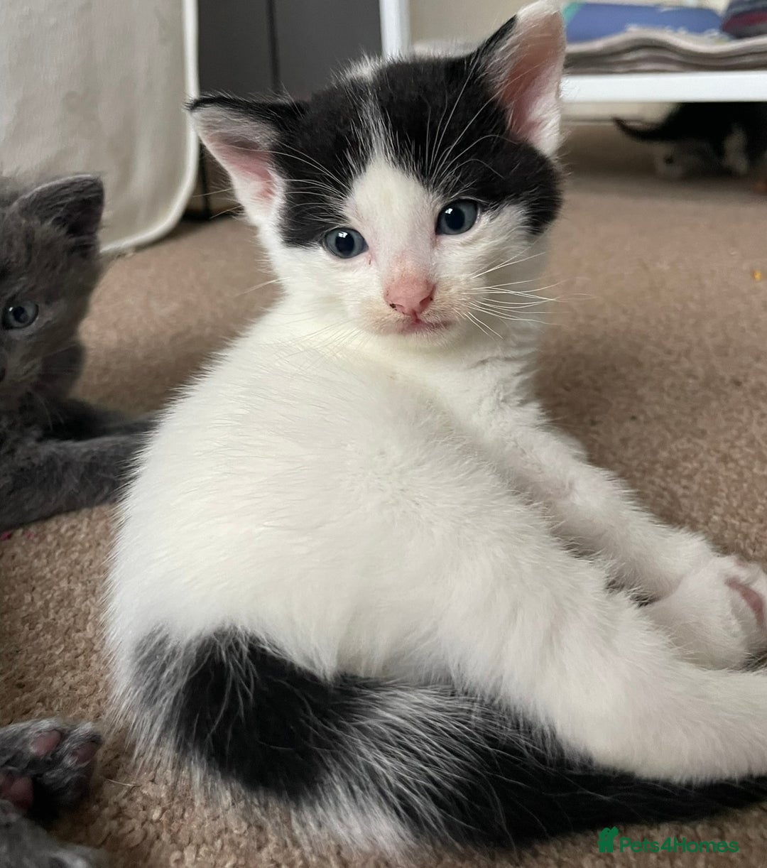 Mixed Breed cats for sale: 5 Beautiful & Friendly kittens for sale  - Advert 18