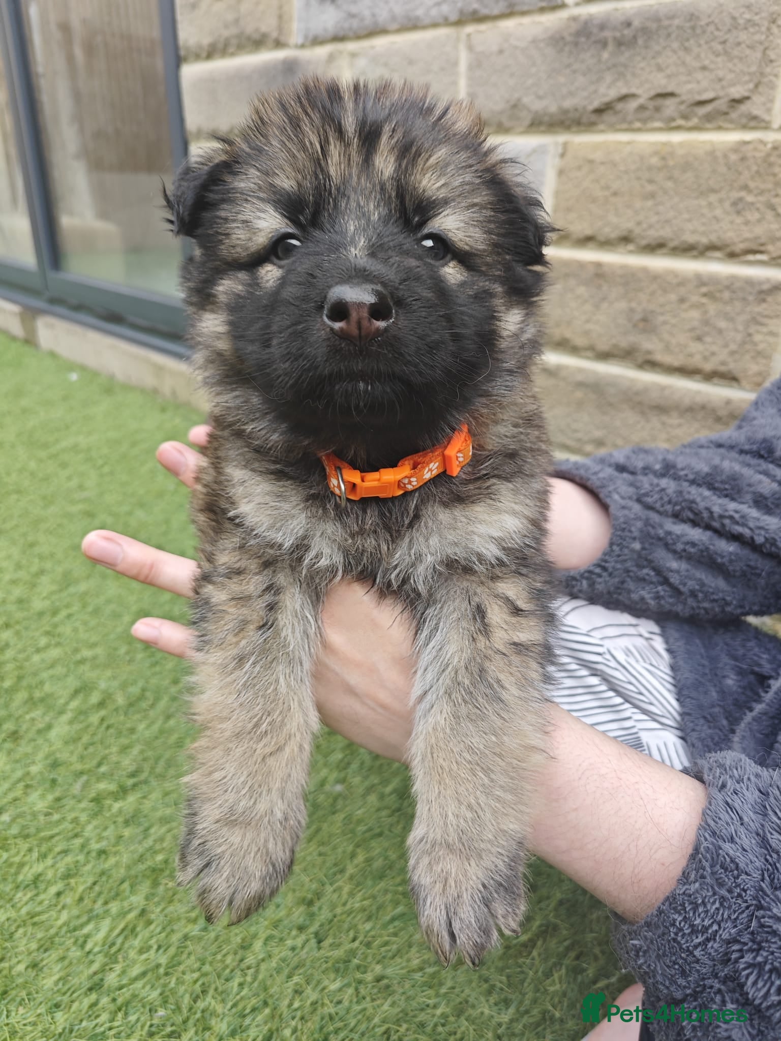 German Shepherd Puppy 7 orange Collar girl Stella 