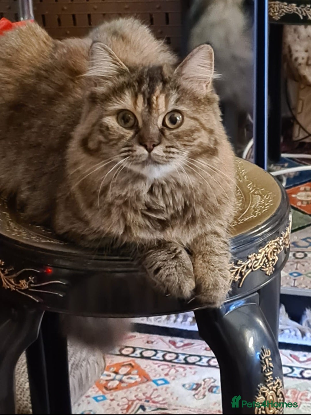 Mixed Breed cats for sale: Peanut - half persian tabby girl cat - Advert 1