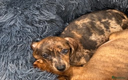 Miniature Dachshund dogs for sale: Champion lines mini Daschund last brindle boy  - Image 2