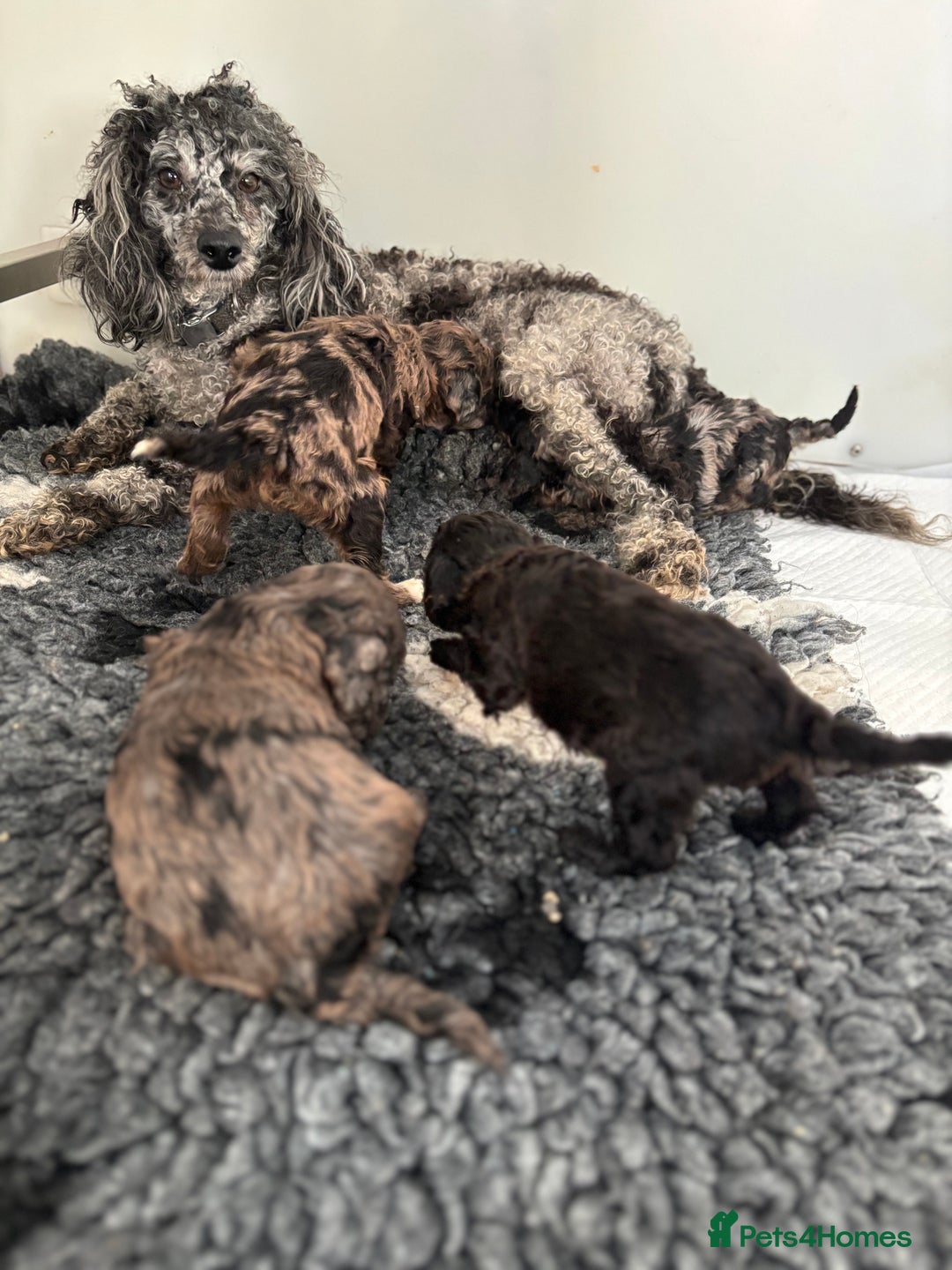 Miniature Poodle dogs for sale: Beautiful health tested miniature poodles  - Advert 3