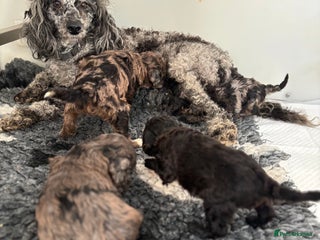 Miniature Poodle dogs Beautiful health tested miniature poodles - Advert 6