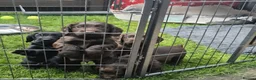 Cocker Spaniel dogs for sale: Cocker spaniel pups for sale in Lanark - Advert 2