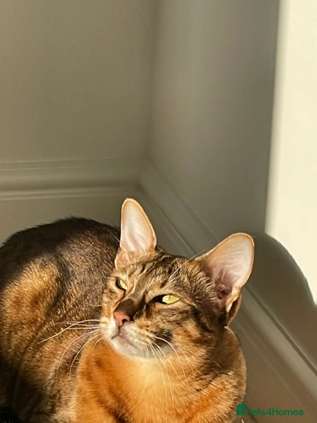 Savannah cats for sale: Sia - Brown Spotted Savannah Female in Bushey - Advert 1