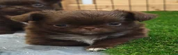 Chihuahua dogs for sale: KC REG THAI X RUSSIAN LINES NOW ARRIVED  - Advert 3