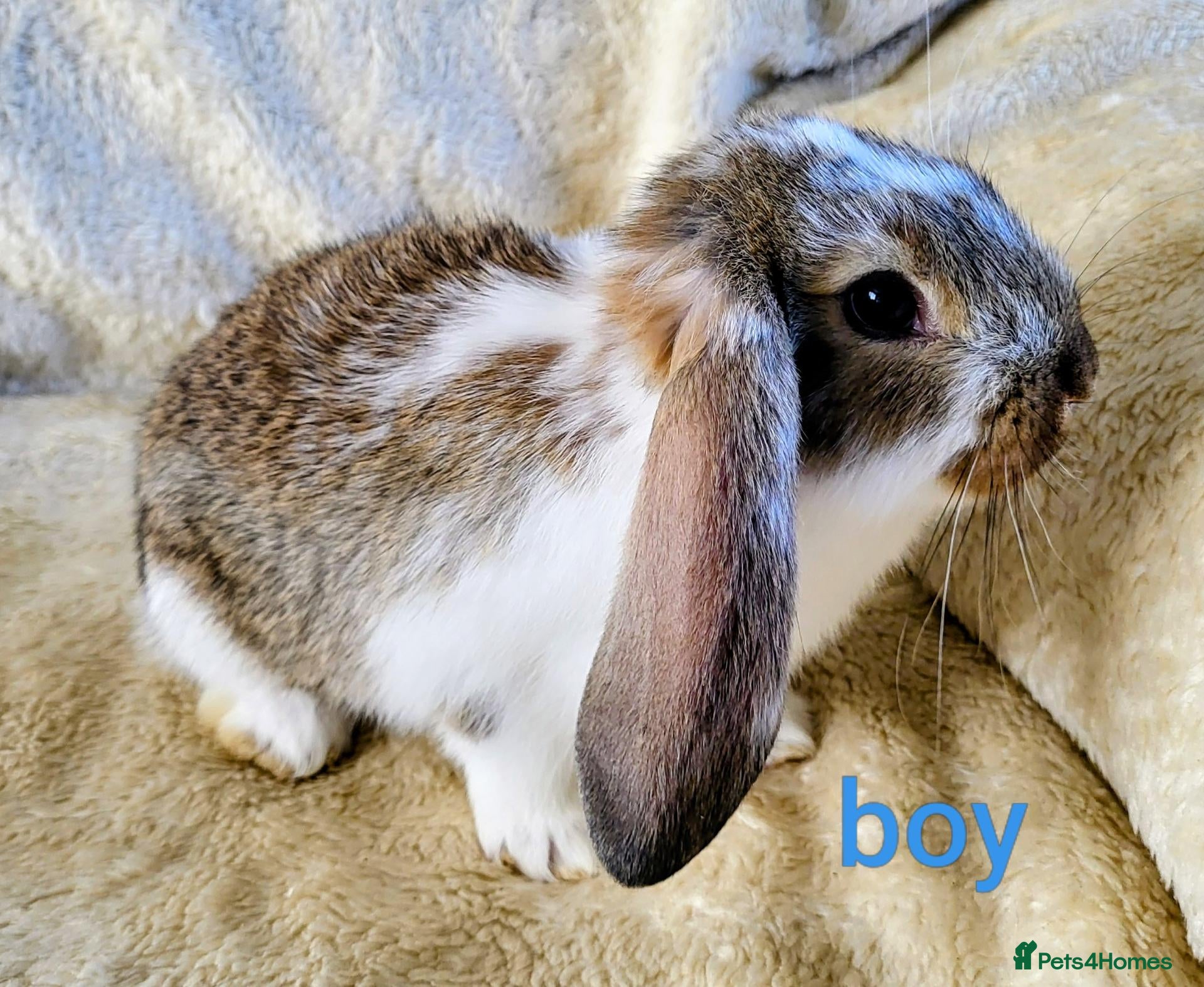 Mixed Breed rabbits French lop x mini lop - Advert 1